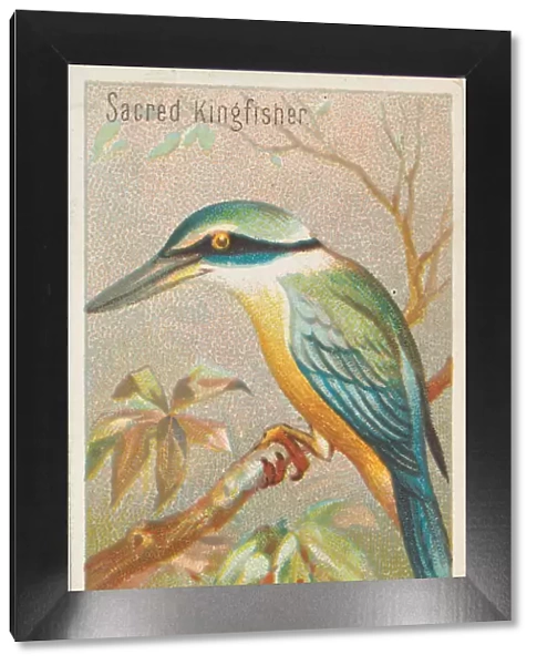 Sacred Kingfisher, from the Birds of the Tropics series (N5) for Allen &