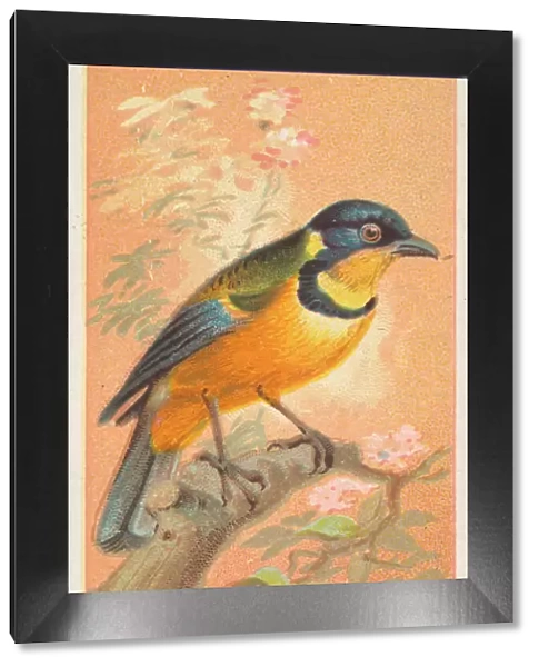 Torquata, from the Birds of the Tropics series (N5) for Allen &