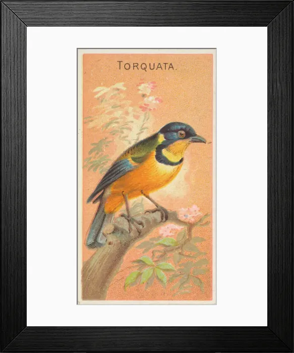 Framed Print : Torquata, from the Birds of the Tropics series (N5) for Allen & Framed Print : Torquata, from the Birds of the Tropics series (N5) for Allen &