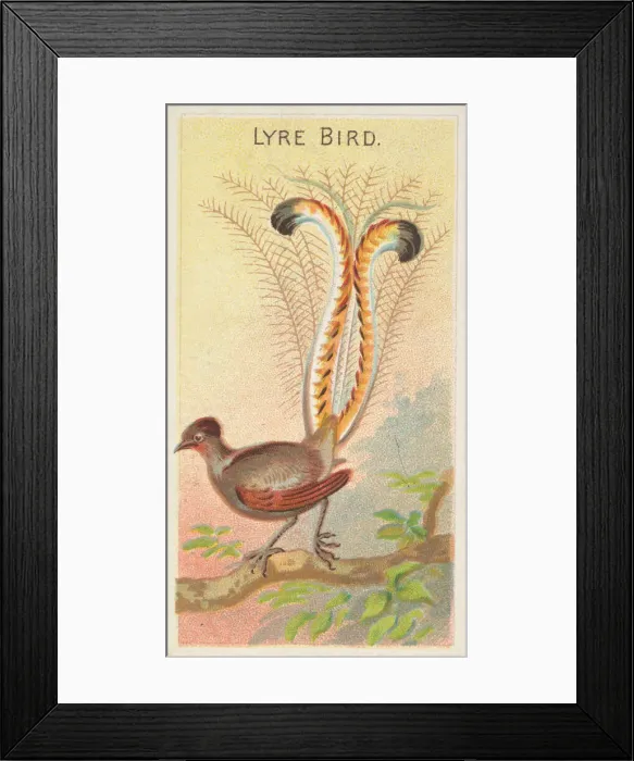 Framed Print : Lyre Bird, from the Birds of the Tropics series (N5) for Allen & Framed Print : Lyre Bird, from the Birds of the Tropics series (N5) for Allen &