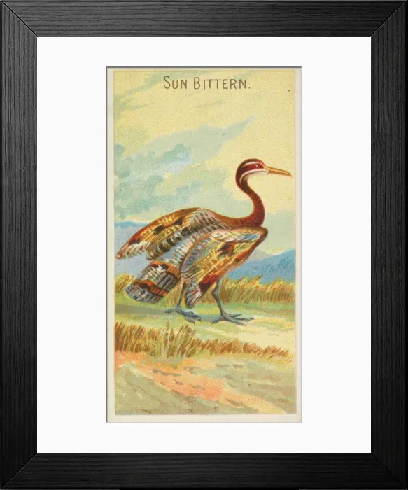 Framed Print : Sun Bittern, from the Birds of the Tropics series (N5) for Allen & Framed Print : Sun Bittern, from the Birds of the Tropics series (N5) for Allen &