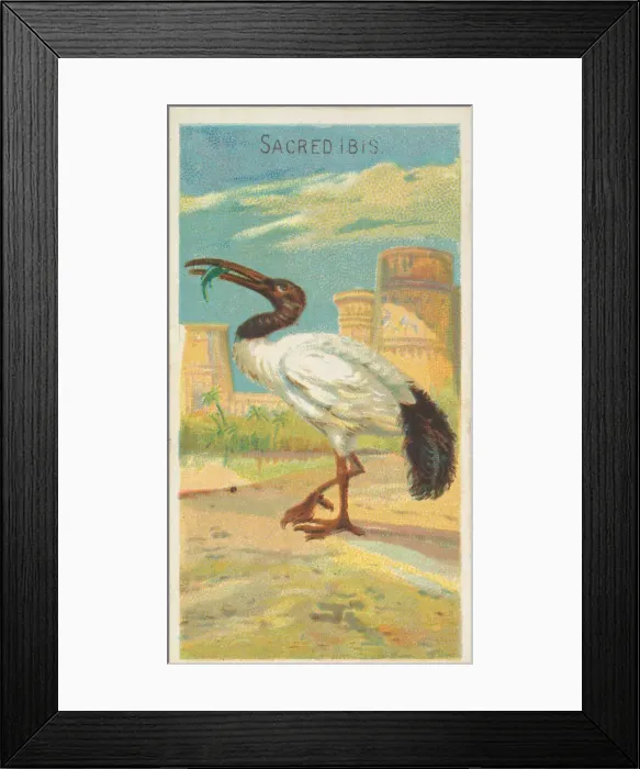 Framed Print : Sacred Ibis, from the Birds of the Tropics series (N5) for Allen & Framed Print : Sacred Ibis, from the Birds of the Tropics series (N5) for Allen &