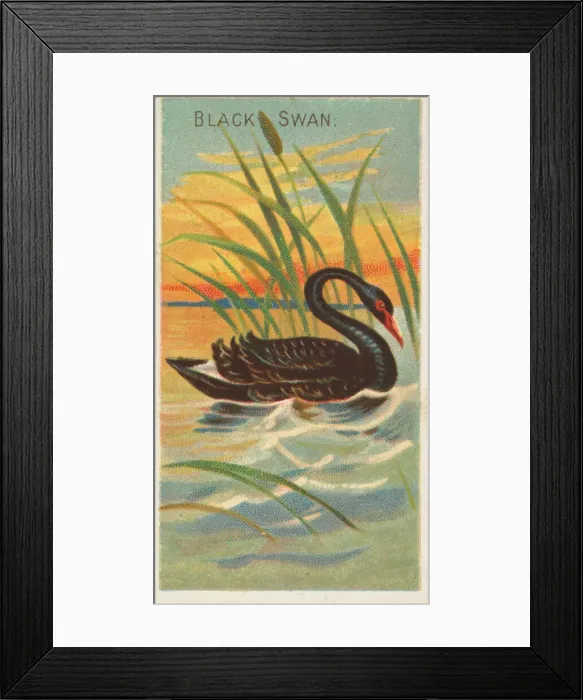 Framed Print : Black Swan, from the Birds of the Tropics series (N5) for Allen & Framed Print : Black Swan, from the Birds of the Tropics series (N5) for Allen &