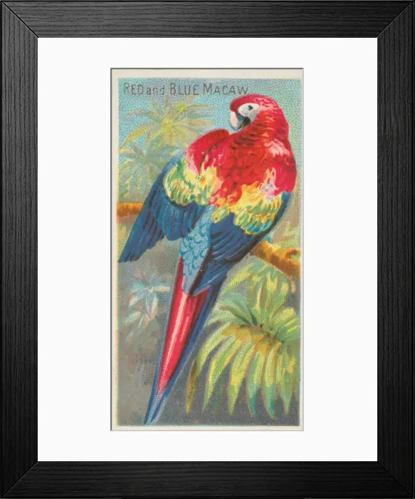 Framed Print : Red and Blue Macaw, from the Birds of the Tropics series (N5) for Allen & Framed Print : Red and Blue Macaw, from the Birds of the Tropics series (N5) for Allen &