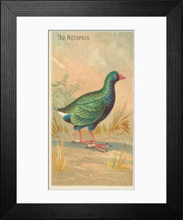 Framed Print : The Notornis, from the Birds of the Tropics series (N5) for Allen & Framed Print : The Notornis, from the Birds of the Tropics series (N5) for Allen &