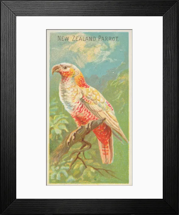 Framed Print : New Zealand Parrot, from the Birds of the Tropics series (N5) for Allen & Framed Print : New Zealand Parrot, from the Birds of the Tropics series (N5) for Allen &