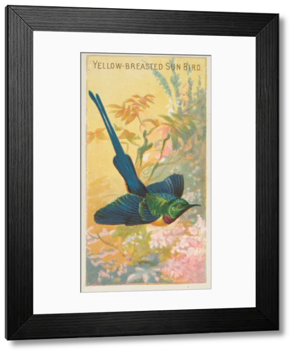 Framed Print : Yellow-Breasted Sun Bird, from the Birds of the Tropics series (N5) for Allen & Framed Print : Yellow-Breasted Sun Bird, from the Birds of the Tropics series (N5) for Allen &