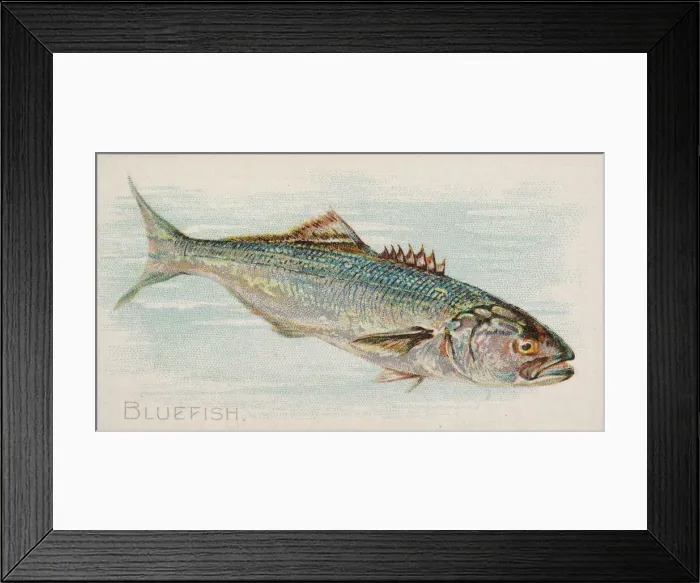 Framed Print : Bluefish, from the Fish from American Waters series (N8) for Allen & Framed Print : Bluefish, from the Fish from American Waters series (N8) for Allen &