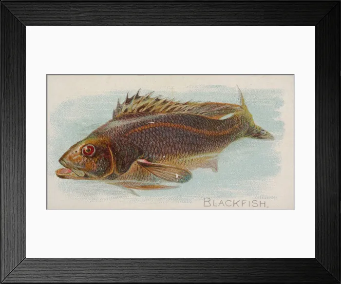 Framed Print : Blackfish, from the Fish from American Waters series (N8) for Allen & Framed Print : Blackfish, from the Fish from American Waters series (N8) for Allen &