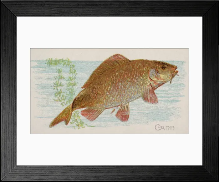 Framed Print : Carp, from the Fish from American Waters series (N8) for Allen & Framed Print : Carp, from the Fish from American Waters series (N8) for Allen &