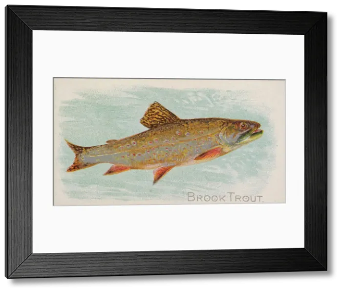 Framed Print : Brook Trout, from the Fish from American Waters series (N8) for Allen & Framed Print : Brook Trout, from the Fish from American Waters series (N8) for Allen &