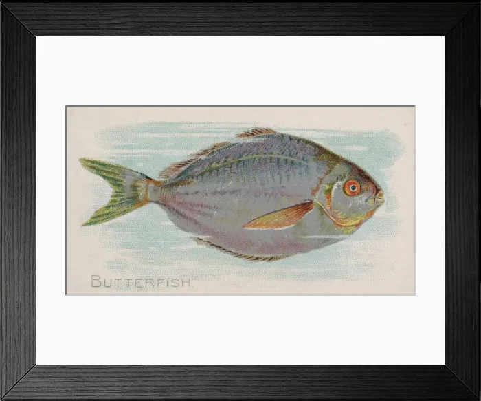 Framed Print : Butterfish, from the Fish from American Waters series (N8) for Allen & Framed Print : Butterfish, from the Fish from American Waters series (N8) for Allen &