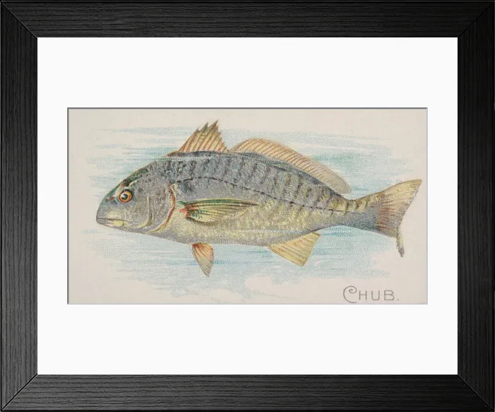 Framed Print : Chub, from the Fish from American Waters series (N8) for Allen & Framed Print : Chub, from the Fish from American Waters series (N8) for Allen &