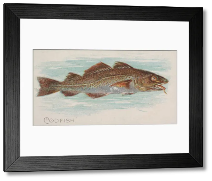 Framed Print : Codfish, from the Fish from American Waters series (N8) for Allen & Framed Print : Codfish, from the Fish from American Waters series (N8) for Allen &
