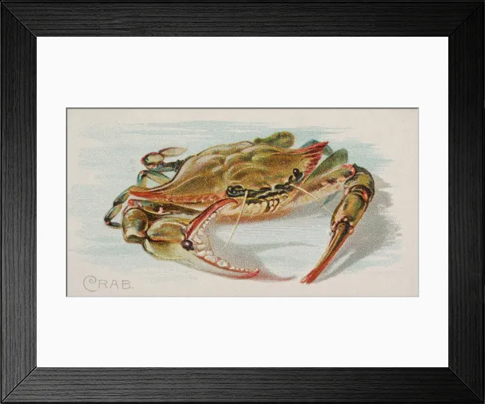 Framed Print : Crab, from the Fish from American Waters series (N8) for Allen & Framed Print : Crab, from the Fish from American Waters series (N8) for Allen &