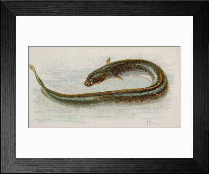 Framed Print : Eel, from the Fish from American Waters series (N8) for Allen & Framed Print : Eel, from the Fish from American Waters series (N8) for Allen &