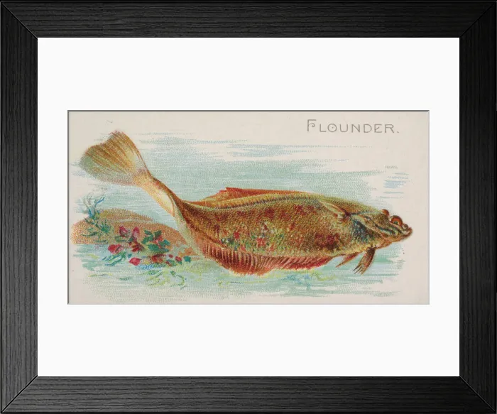 Framed Print : Flounder, from the Fish from American Waters series (N8) for Allen & Framed Print : Flounder, from the Fish from American Waters series (N8) for Allen &
