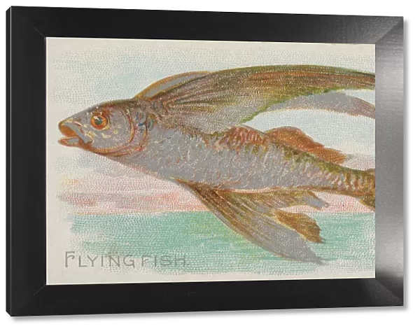Flying Fish, from the Fish from American Waters series (N8) for Allen &