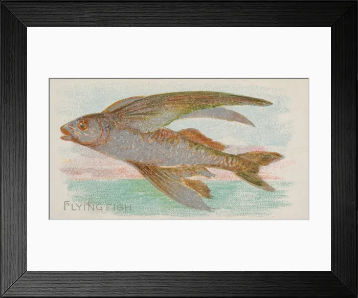 Framed Print : Flying Fish, from the Fish from American Waters series (N8) for Allen & Framed Print : Flying Fish, from the Fish from American Waters series (N8) for Allen &