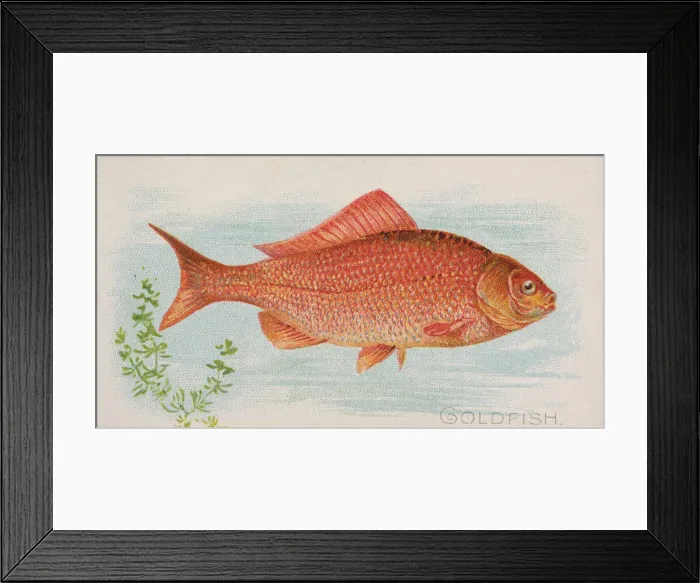 Framed Print : Goldfish, from the Fish from American Waters series (N8) for Allen & Framed Print : Goldfish, from the Fish from American Waters series (N8) for Allen &