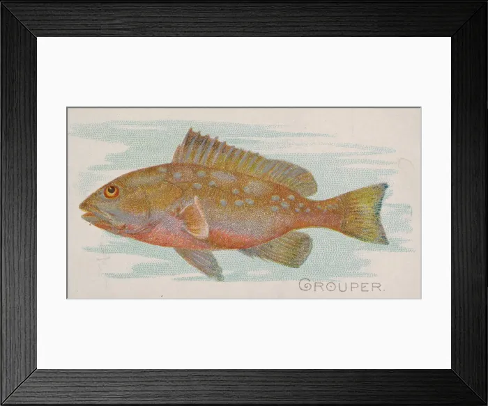 Framed Print : Grouper, from the Fish from American Waters series (N8) for Allen & Framed Print : Grouper, from the Fish from American Waters series (N8) for Allen &
