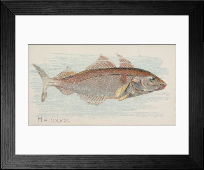 Framed Print : Haddock, from the Fish from American Waters series (N8) for Allen & Framed Print : Haddock, from the Fish from American Waters series (N8) for Allen &