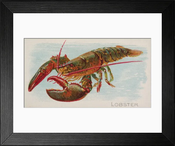Framed Print : Lobster, from the Fish from American Waters series (N8) for Allen & Framed Print : Lobster, from the Fish from American Waters series (N8) for Allen &