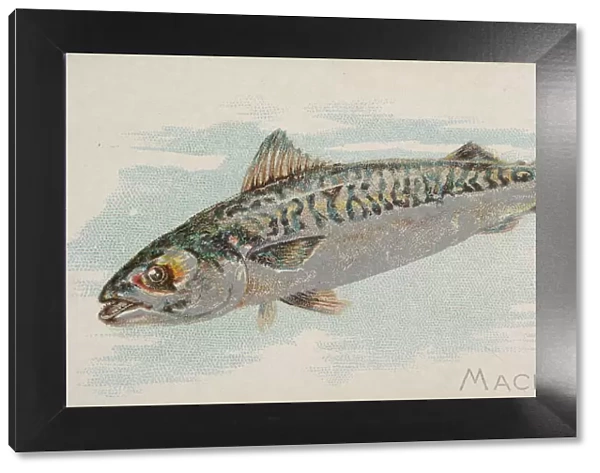 Mackerel, from the Fish from American Waters series (N8) for Allen &