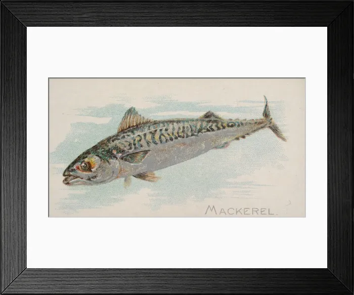 Framed Print : Mackerel, from the Fish from American Waters series (N8) for Allen & Framed Print : Mackerel, from the Fish from American Waters series (N8) for Allen &