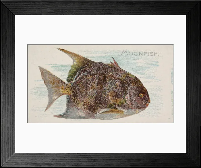 Framed Print : Moonfish, from the Fish from American Waters series (N8) for Allen & Framed Print : Moonfish, from the Fish from American Waters series (N8) for Allen &