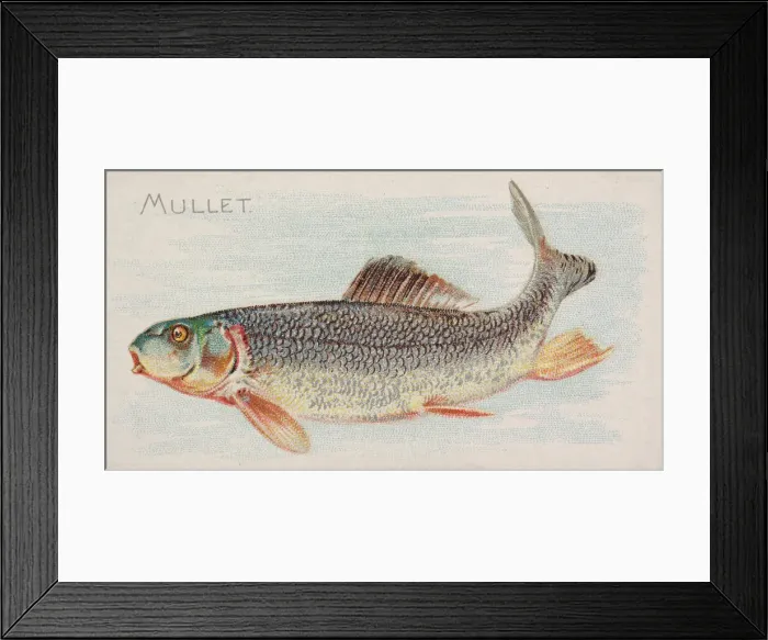 Framed Print : Mullet, from the Fish from American Waters series (N8) for Allen & Framed Print : Mullet, from the Fish from American Waters series (N8) for Allen &
