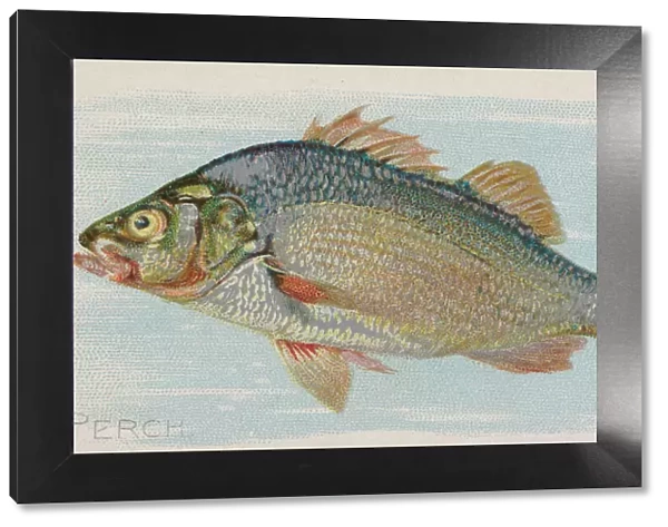 Perch, from the Fish from American Waters series (N8) for Allen &