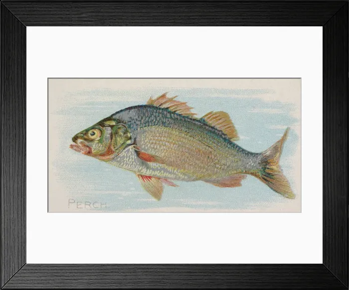 Framed Print : Perch, from the Fish from American Waters series (N8) for Allen & Framed Print : Perch, from the Fish from American Waters series (N8) for Allen &