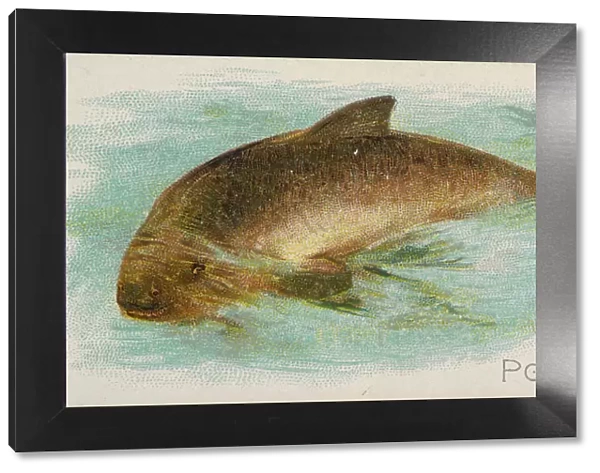 Porpoise, from the Fish from American Waters series (N8) for Allen &