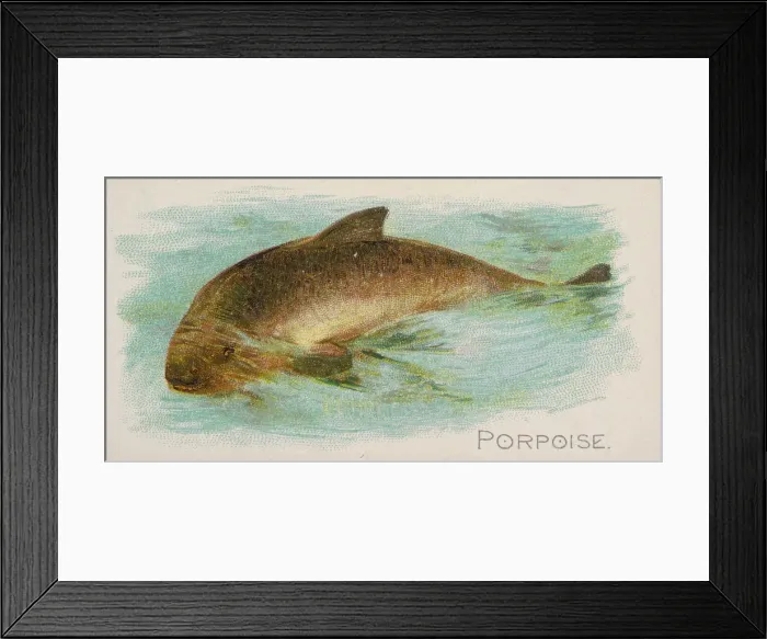 Framed Print : Porpoise, from the Fish from American Waters series (N8) for Allen & Framed Print : Porpoise, from the Fish from American Waters series (N8) for Allen &