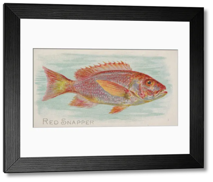 Framed Print : Red Snapper, from the Fish from American Waters series (N8) for Allen & Framed Print : Red Snapper, from the Fish from American Waters series (N8) for Allen &