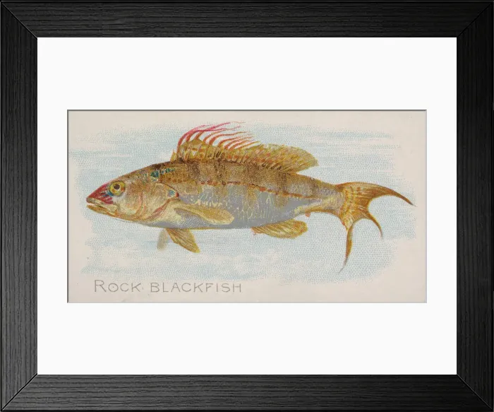 Framed Print : Rock Blackfish, from the Fish from American Waters series (N8) for Allen & Framed Print : Rock Blackfish, from the Fish from American Waters series (N8) for Allen &