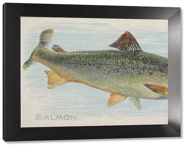 Salmon, from the Fish from American Waters series (N8) for Allen &