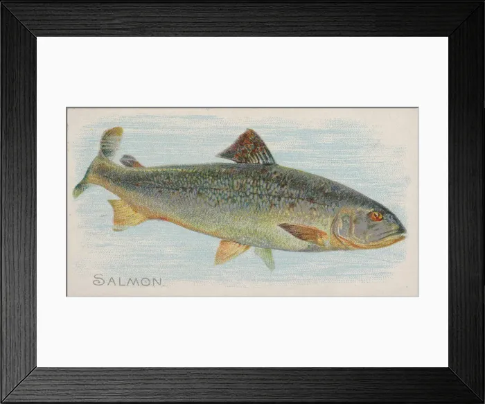Framed Print : Salmon, from the Fish from American Waters series (N8) for Allen & Framed Print : Salmon, from the Fish from American Waters series (N8) for Allen &