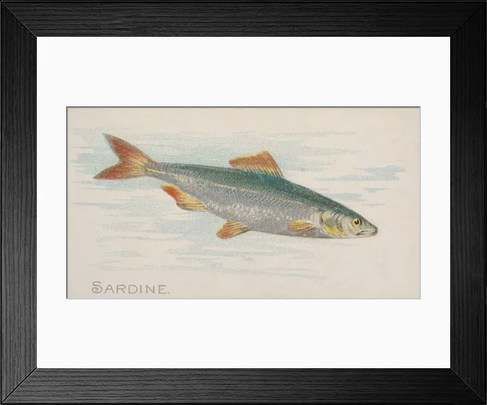 Framed Print : Sardine, from the Fish from American Waters series (N8) for Allen & Framed Print : Sardine, from the Fish from American Waters series (N8) for Allen &
