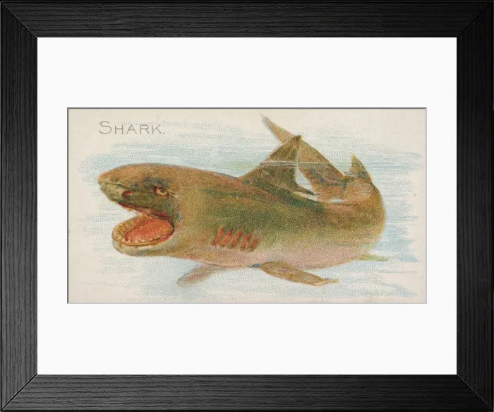 Framed Print : Shark, from the Fish from American Waters series (N8) for Allen & Framed Print : Shark, from the Fish from American Waters series (N8) for Allen &