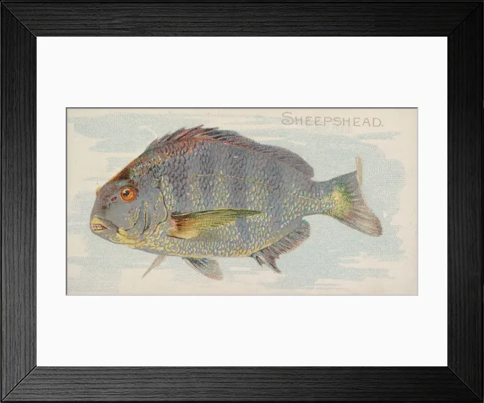 Framed Print : Sheepshead, from the Fish from American Waters series (N8) for Allen & Framed Print : Sheepshead, from the Fish from American Waters series (N8) for Allen &