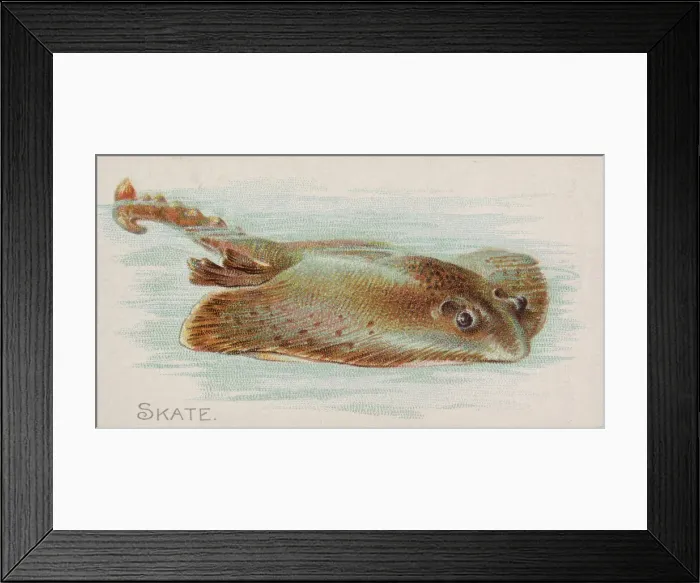 Framed Print : Skate, from the Fish from American Waters series (N8) for Allen & Framed Print : Skate, from the Fish from American Waters series (N8) for Allen &