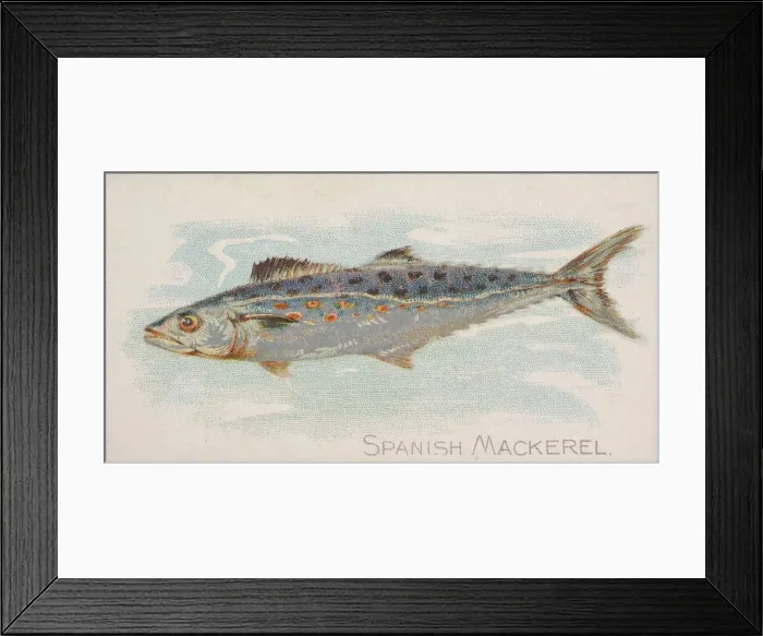 Framed Print : Spanish Mackerel, from the Fish from American Waters series (N8) for Allen & Framed Print : Spanish Mackerel, from the Fish from American Waters series (N8) for Allen &
