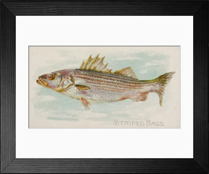 Framed Print : Striped Bass, from the Fish from American Waters series (N8) for Allen & Framed Print : Striped Bass, from the Fish from American Waters series (N8) for Allen &