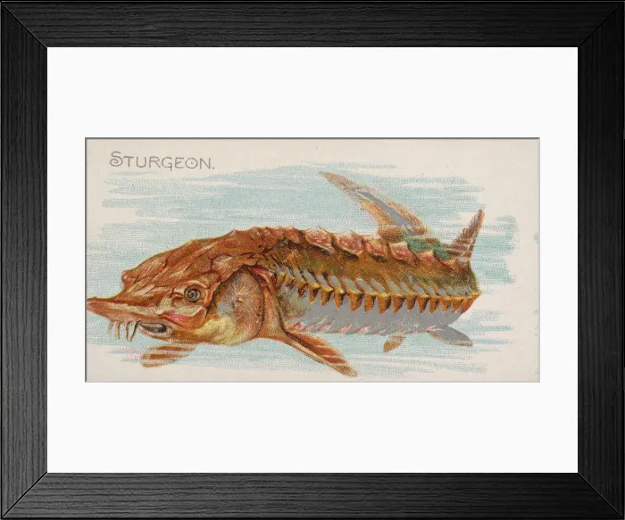 Framed Print : Sturgeon, from the Fish from American Waters series (N8) for Allen & Framed Print : Sturgeon, from the Fish from American Waters series (N8) for Allen &
