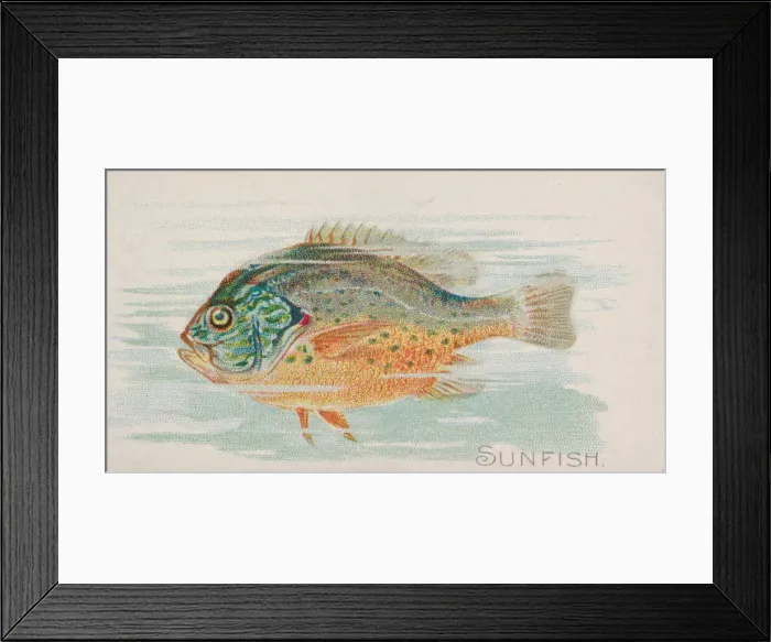 Framed Print : Sunfish, from the Fish from American Waters series (N8) for Allen & Framed Print : Sunfish, from the Fish from American Waters series (N8) for Allen &