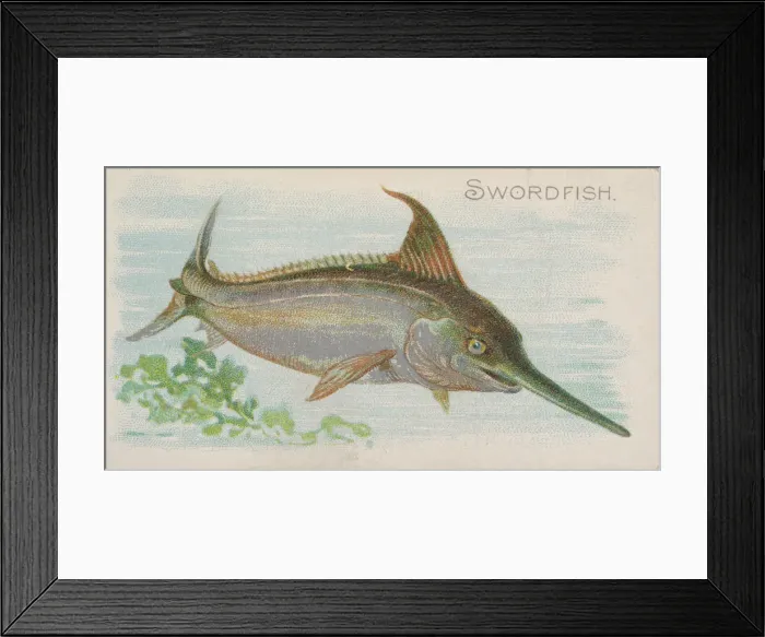 Framed Print : Swordfish, from the Fish from American Waters series (N8) for Allen & Framed Print : Swordfish, from the Fish from American Waters series (N8) for Allen &