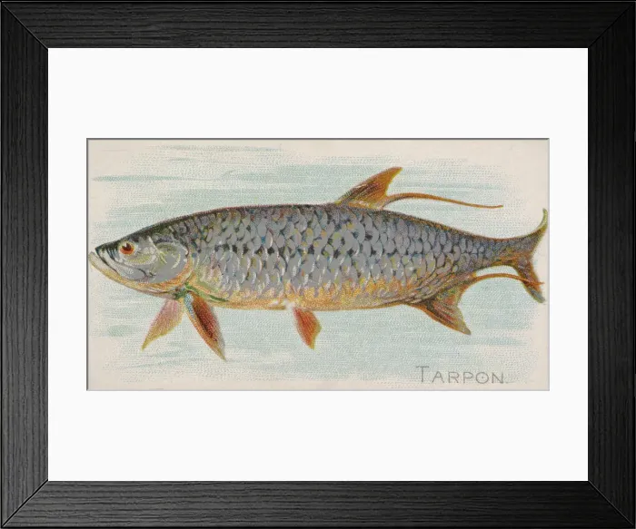 Framed Print : Tarpon, from the Fish from American Waters series (N8) for Allen & Framed Print : Tarpon, from the Fish from American Waters series (N8) for Allen &
