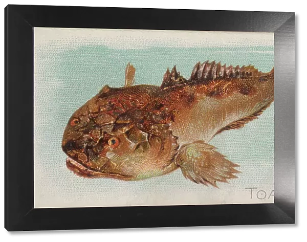 Toadfish, from the Fish from American Waters series (N8) for Allen &